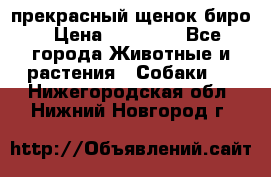 прекрасный щенок биро › Цена ­ 20 000 - Все города Животные и растения » Собаки   . Нижегородская обл.,Нижний Новгород г.